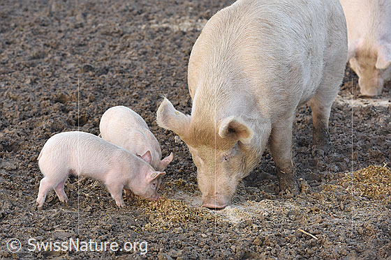 Foto: Hausschweine (Sus scrofa domesticus) und Ferkel in natürlicher Umgebung.
Lat.: Sus scrofa domesticus
Familie: Suidae (Echte Schweine)
Gattung: Sus
Art: Wildschwein
Unterart: Hausschwein