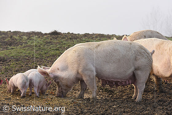 Foto: Schweine und Ferkel in natürlicher Umgebung.
Hausschwein (Sus scrofa domesticus) 
Lat.: Sus scrofa domesticus
Familie: Suidae (Echte Schweine)
Gattung: Sus
Art: Wildschwein
Unterart: Hausschwein