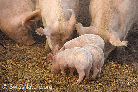 Foto: Hausschwein (Sus scrofa domesticus) und Ferkel in natürlicher Umgebung.
Lat.: Sus scrofa domesticus
Familie: Suidae (Echte Schweine)
Gattung: Sus
Art: Wildschwein
Unterart: Hausschwein