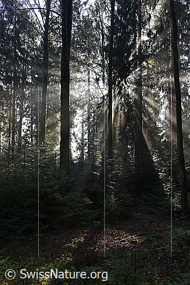 Foto: Lichstrahlen im Tannenwald.