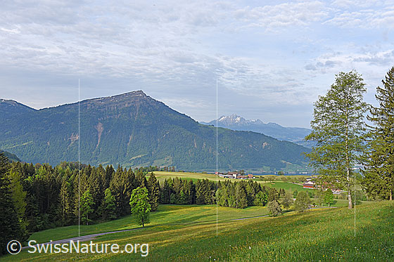 Foto: Frühlingslandschaft mit Rigi vom Walchwilerberg.