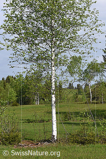 Foto: Moor-Birke (Betula pubescens). Ganzer Baum..
Umgebung: Moor
Lat.: Betula pubescens
Familie: Betulaceae (Birkengewächse) 
Unterfamilie: Betuloideae
Gattung: Betula (Birken)