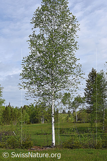 Foto: Moor-Birke (Betula pubescens). Stamm und Zweige.
Umgebung: Moor
Lat.: Betula pubescens
Familie: Betulaceae (Birkengewächse) 
Unterfamilie: Betuloideae
Gattung: Betula (Birken)