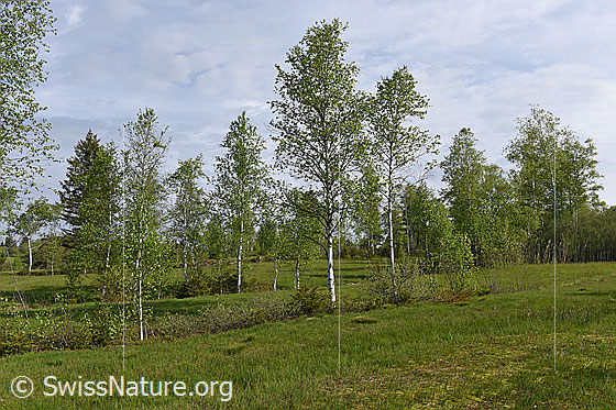 Foto: Moor-Birken (Betula pubescens) in Moorlandschaft.
Umgebung: Moor
Lat.: Betula pubescens
Familie: Betulaceae (Birkengewächse) 
Unterfamilie: Betuloideae
Gattung: Betula (Birken)