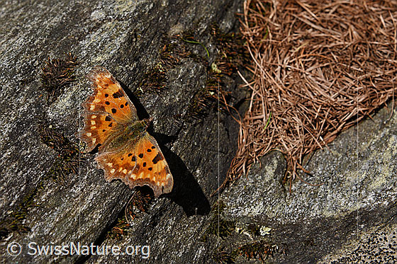 Foto: C-Falter (Polygonia c-album) sitzt auf Fels und wärtmt sich auf.
Umgebung: Höhe, ca. 2000m ü.M.
Lat.: Polygonia c-album
Familie: Nymphalidae (Edelfalter)
Unterfamilie: Nymphalinae (Fleckenfalter)