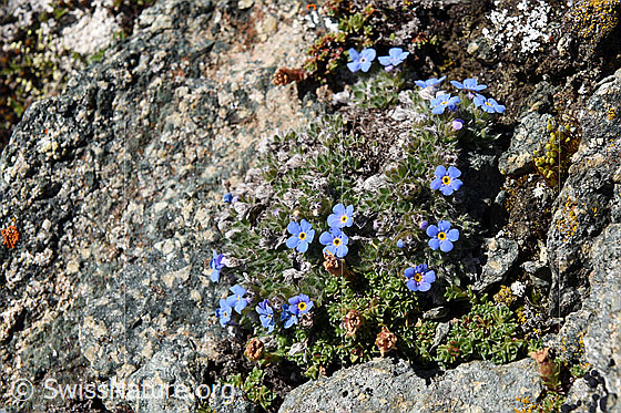 Foto: Himmelsherold (Eritrichium nanum)
Umgebung: Karge Berglandschaft, ca. 3400m ü.M.
Lat.: Eritrichium nanum
Familie: Boraginaceae (Borretschgewächse/Raublattgewächse)