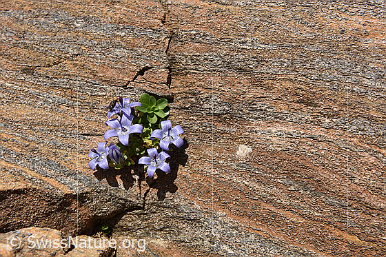 Foto: Glockenblume in Felsritze in Gletscherschliff.
Mont Cenis-Glockenblume
Lat.: Campanula cenisia
Familie: Campanulaceae (Glockenblumengewächse)
Gattung: Campanula (Glockenblumen)