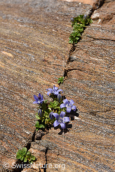 Foto: Blumen in Felsritze in Gletscherschliff.
Mont Cenis-Glockenblume
Lat.: Campanula cenisia
Familie: Campanulaceae (Glockenblumengewächse)
Gattung: Campanula (Glockenblumen)