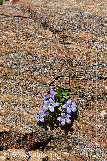 Foto: Glockenblume in Felsritze in Gletscherschliff.
Mont Cenis-Glockenblume
Lat.: Campanula cenisia
Familie: Campanulaceae (Glockenblumengewächse)
Gattung: Campanula (Glockenblumen)
