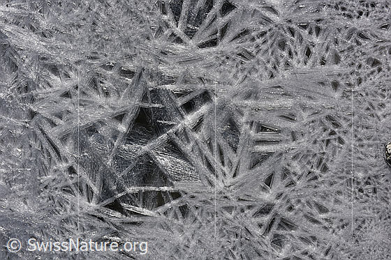 Foto: Sterne aus Eis
Auf einer Wasseroberfläche ist ein dichtes Geflecht aus Eiskristallen und Eissternen entstanden.
