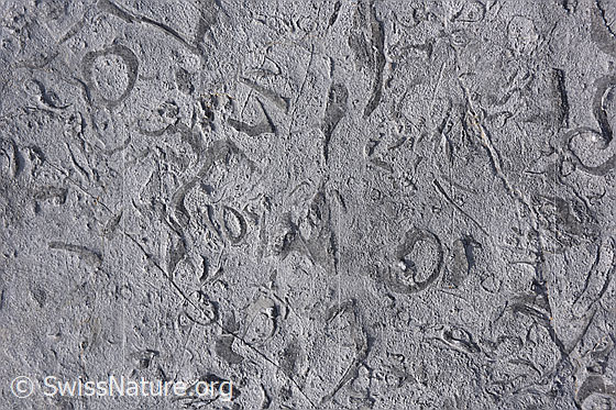 Foto: Schrattenkalk (Sedimentgestein) mit eingelagerten Rudisten (ausgestorbene Muscheln). Ein faszinierendes Muster im Kalkstein und Zeugen aus einer anderen Zeit vor vielen Millionen Jahren.
