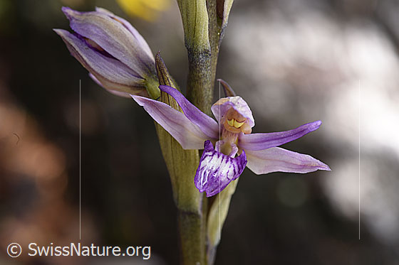 Violetter Dingel (Limodorum abortivum), Blüte