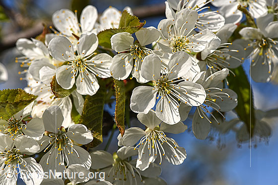 Foto: Frische Blüten des Kirschbaums.
