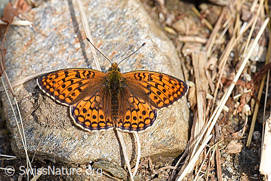 Grosser Perlmutterfalter (Argynnis aglaja) auf Stein