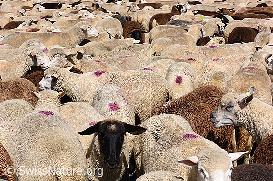 Foto: Schafherde in Gehege.