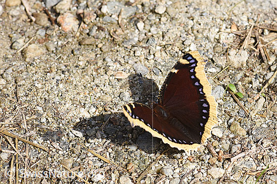 Trauermantel (Nymphalis antiopa)