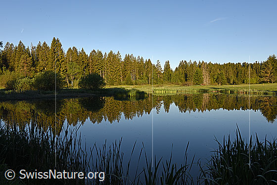 Foto: Morgen am Moorsee. Mit Spiegelung.