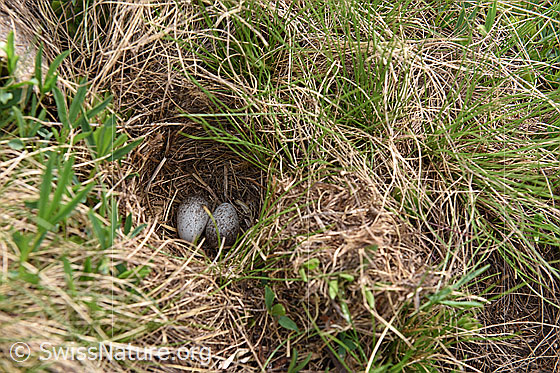 Foto: Nest eines Bodenbrüters.
Umgebung: Alpweide. Höhe: ca. 2300m ü.M.