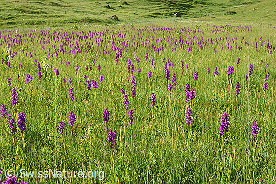 Foto: Orchideenwiese: Breitblättriges Knabenkraut (Dactylorhiza majalis) in sehr grosser Anzahl.
Umgebung: Flachmoor, ca. 1800m ü.M.
Lat.: Dactylorhiza majalis
Familie: Orchidaceae (Orchideen)