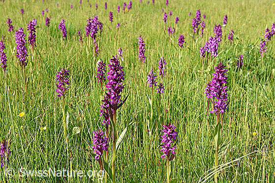 Foto: Orchideenwiese: Breitblättriges Knabenkraut (Dactylorhiza majalis) in sehr grosser Anzahl.
Umgebung: Flachmoor, ca. 1800m ü.M.
Lat.: Dactylorhiza majalis
Familie: Orchidaceae (Orchideen)