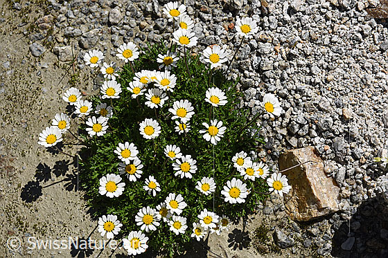 Foto: Gewöhnliche Alpenmargerite (Leucanthemopsis alpina).