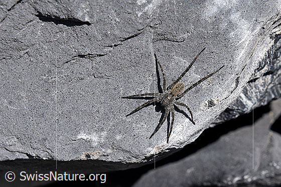 Foto: Wahrscheinlich handelt es sich um ein Weibchen der Wolfspinnenart Pardosa saturatior.
Umgebung: Die Aufnahme entstand in einem Geröllfeld in einer Höhe von ziemlich genau 2000m über Meer.
Lat.: Pardosa saturatior
Familie: Lycosidae (Wolfspinnen)