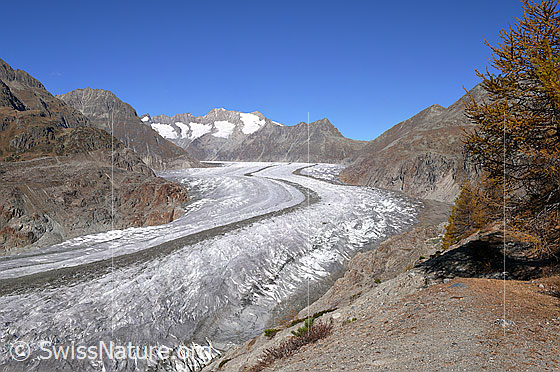 Foto: Grosser Aletschgletscher mit ausgeprägter Mittelmoräne. 

