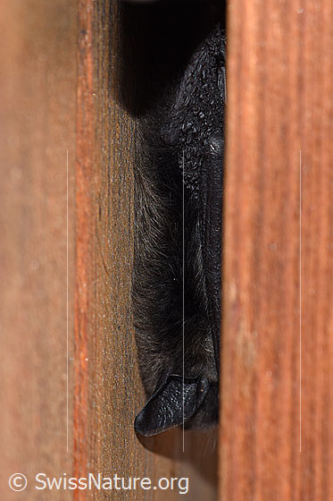 Foto: Die Fledermaus hängt kopfüber zwischen einer Holzwand und einem Fensterladen (= Holzbrett).
