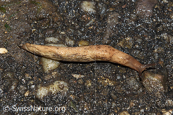 Foto: Genetzte Ackerschnecke (Deroceras reticulatum)
Umgebung: Fahrstrasse, rechts Hecke, links Wiese. 715m ü.M.
Lat.: Deroceras reticulatum
Familie: Agriolimacidae (Kleinschnegel)