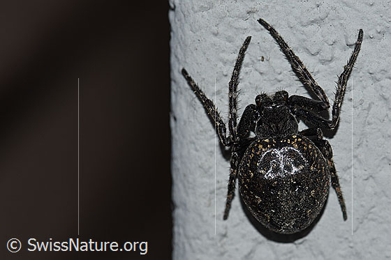 Foto: Spaltenkreuzspinne (Nuctenea umbratica) an Hauswand. Ansicht von oben.