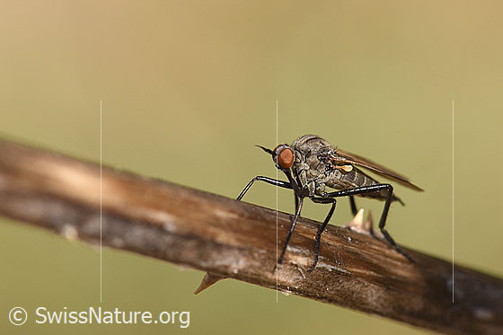 Foto: Wahrscheinlich Gewürfelte Tanzfliege (Empis tesselata). Ansicht von schräg vorne.
