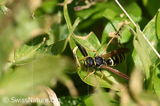 Foto: Polistes albellus, Weibchen, Länge 10-14mm. Ist der Zierlichen Feldwespe (Polistes bischoffi) sehr ähnlich.