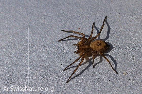 Foto: Wahrscheinlich Vierfleck-Zartspinne (Anyphaena accentuata). Ansicht von seitlich oben.