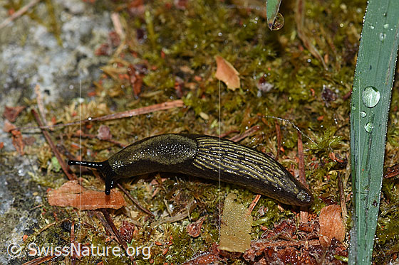 Foto: Junge Schnecke. Wahrscheinlich junge Rote Wegschnecke oder junge Schwarze Wegschnecke, Ansicht von oben.