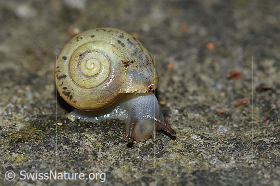 Foto: Wahrscheinlich eine kleine Glanzschnecke (Aegopinella pura). Unterwegs auf einer Steinplatte.
Der Durchmesser des Hauses beträgt ca. 2cm.