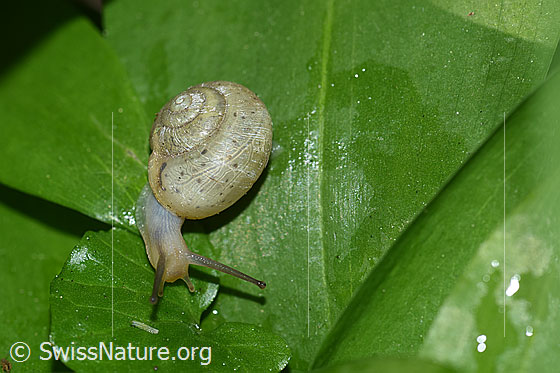 Foto: Wahrscheinlich eine kleine Glanzschnecke (Aegopinella pura). Unterwegs auf einem Bärlauchblatt.
Der Durchmesser des Hauses beträgt ca. 2cm.