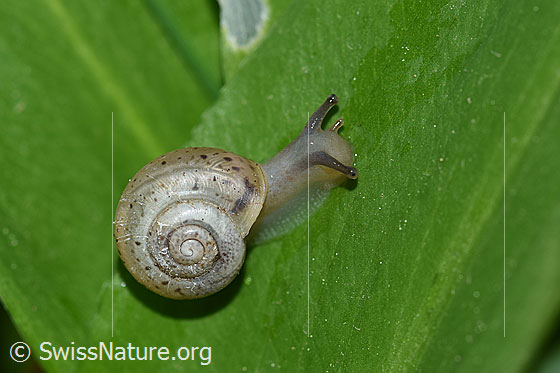 Foto: Wahrscheinlich eine kleine Glanzschnecke (Aegopinella pura). Unterwegs auf einem Bärlauchblatt.
Der Durchmesser des Hauses beträgt ca. 2cm.