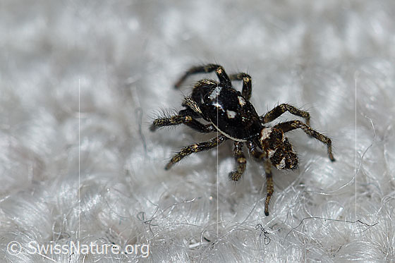 Foto: Zerbraspringspinne, Männchen. Auf Teppich.