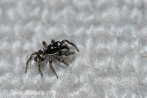 Foto: Zerbraspringspinne, Männchen. Auf Teppich.