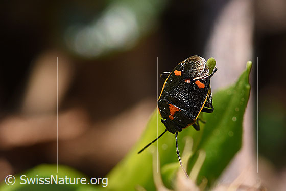 Bug (Eurydema oleracea)