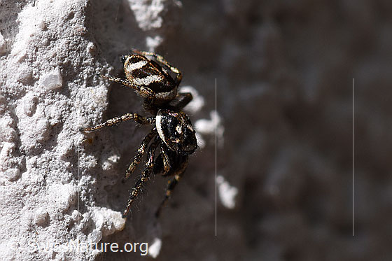 Zebra-Springspinne