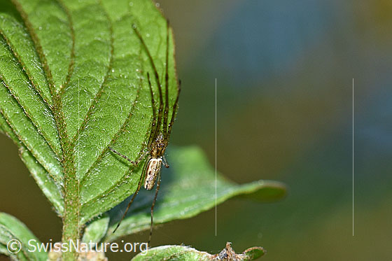 Bergstreckerspinne (Tetragnatha montana) an Blatt