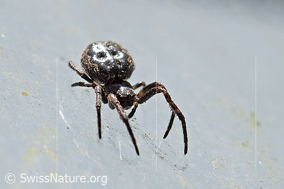 Photo: Nuctenea umbratica on glass pane. View from diagonally front top.