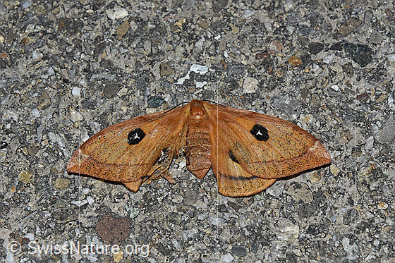 Foto: Toter Nagelfleck (Aglia tau).
Umgebung: Nebenstrasse in natürlicher Umgebung.
Lat.: Aglia tau
Familie: Saturniidae (Pfauenspinner)
