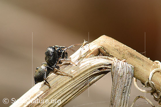 Foto: Wahrscheinlich Heliophanus cupreus, Männchen, auf Grashalm.
Körperlänge: 3.5-4mm. Fotografiert auf Ästchen.