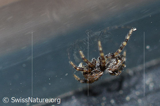 Foto: Wahrscheinlich Pseudeuophrys lanigera. Innenseite einer Fensterscheibe.
Körperlänge: 4-5mm.