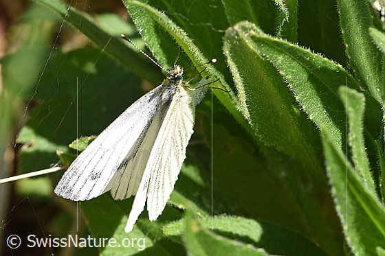 Foto: Schmetterling (Rapsweissling) während Eiablage. Die Ablage dauerte pro Ei nur wenige Sekunden. Die Eier wurden auf die Unterseite von div. Blätter der Gemeinen Nachtviole (Hesperis matronalis) gelegt.