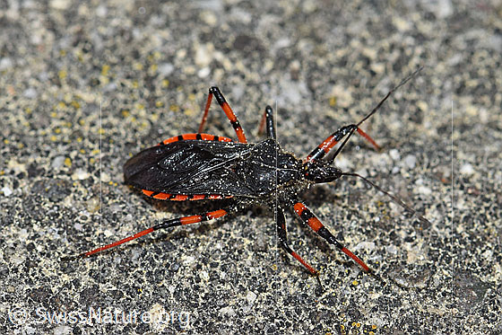 Geringelte Mordwanze (Rhynocoris annulatus)