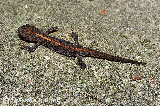 Bergmolch (Ichthyosaura alpestris)
