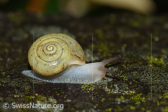 Foto: Wahrscheinlich kleine Glanzschnecke (Aegopinella pura). Unterwegs auf einer nassen Steinplatte.
Der Durchmesser des Hauses beträgt ca. 2cm.
